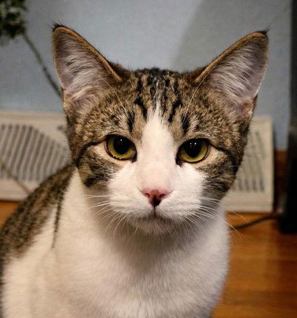 Eve, a Adoptable Domestic Short Hair in Laramie, WY image 1/3