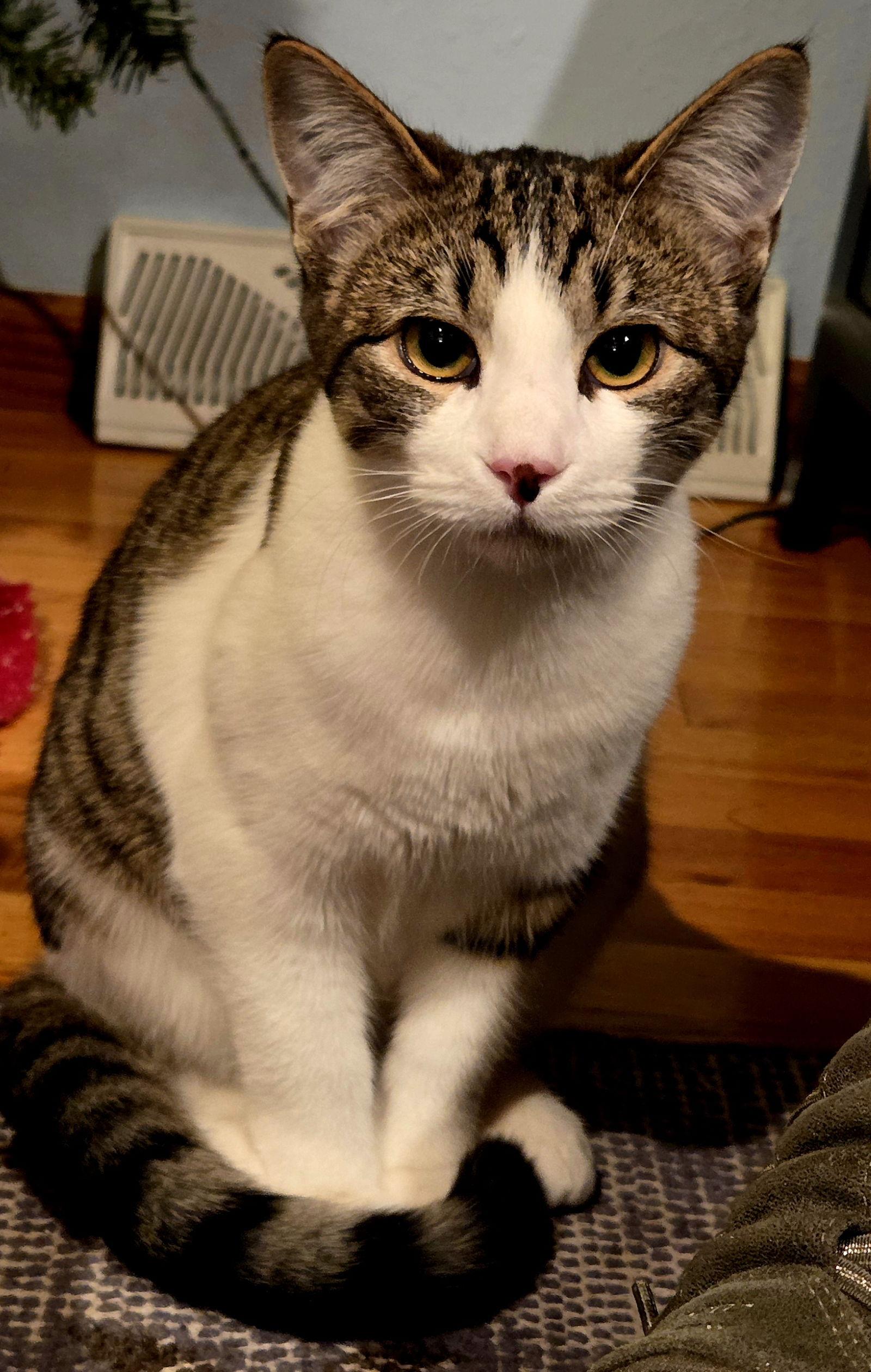 Enlarge Eve, a Adoptable Domestic Short Hair in Laramie, WY image 2/3