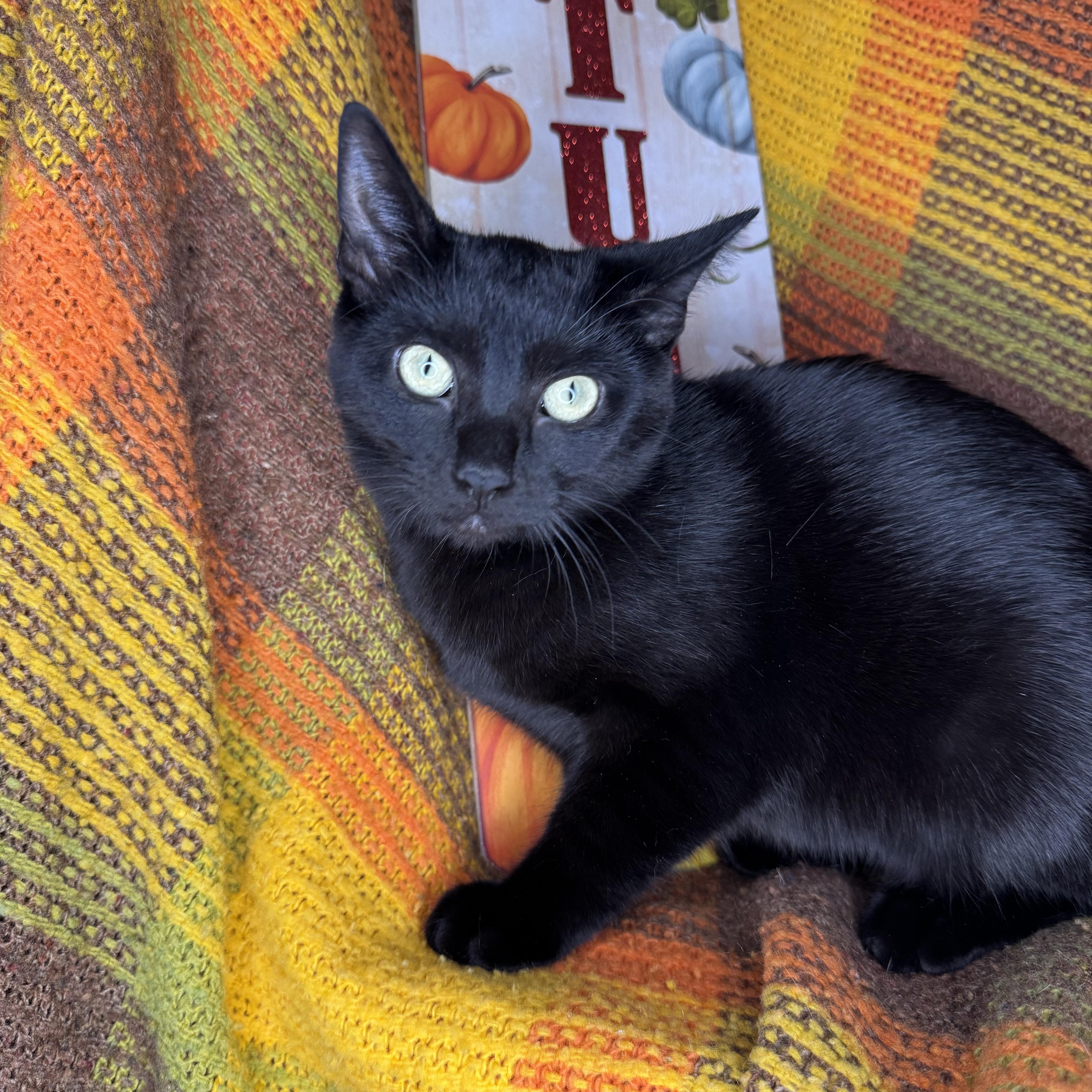 Enlarge Iridessa, a Adoptable mixed breed in Mount Vernon, IL image 2/6