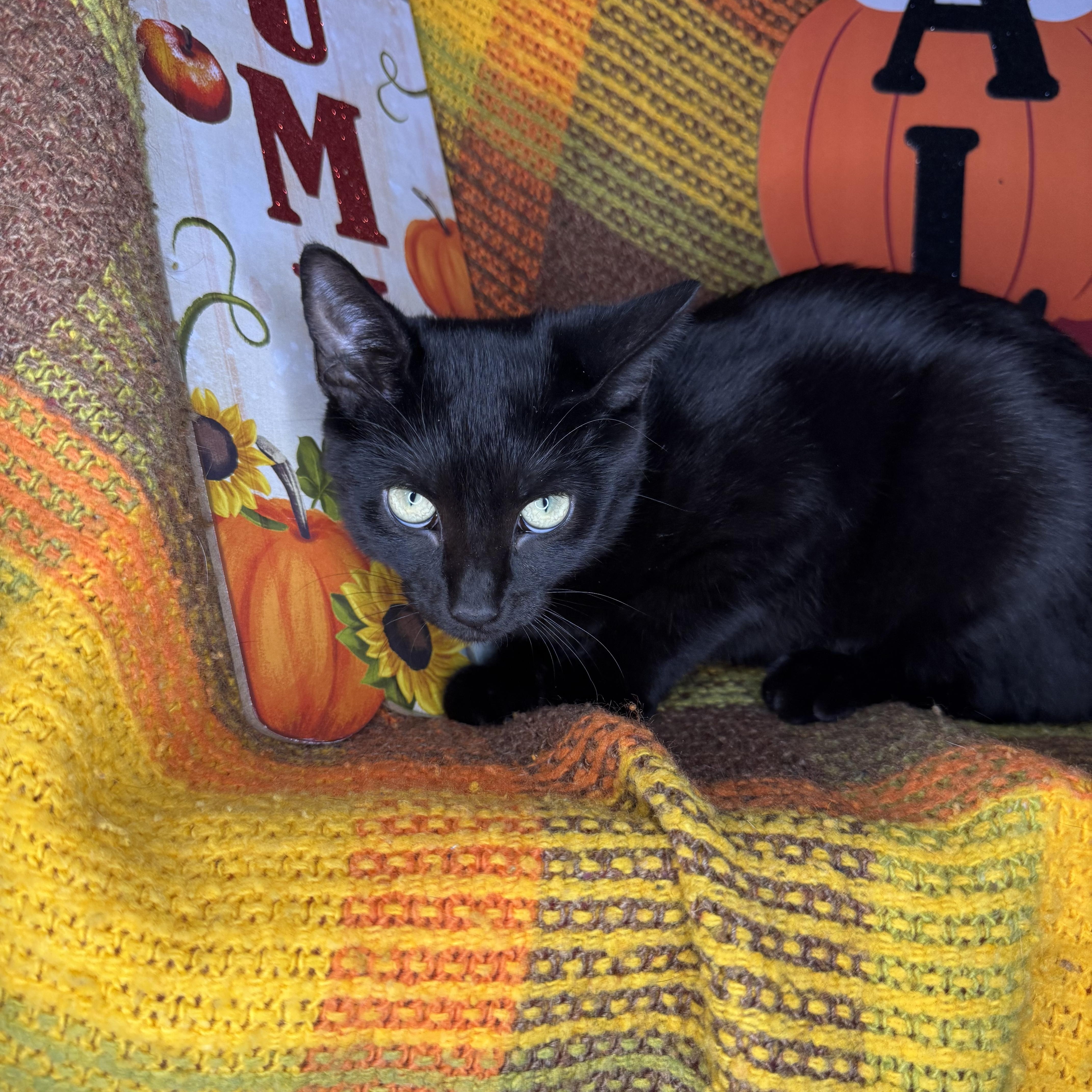 Enlarge Iridessa, a Adoptable mixed breed in Mount Vernon, IL image 4/6