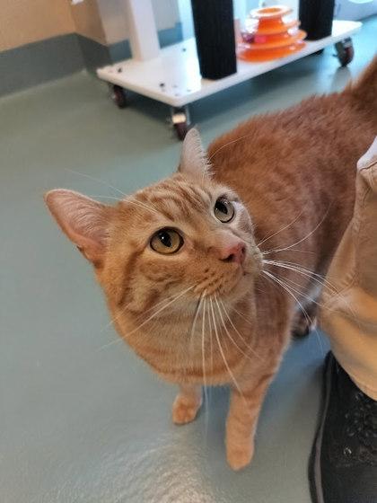 Benny Bernas, Adoptable, Adult Male Domestic Short Hair & Domestic Short Hair.