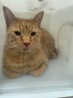 Benny Bernas, a Adoptable mixed breed in Irving, TX image 3/3