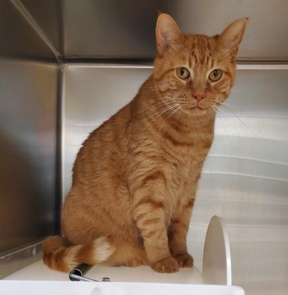 Benny Bernas, a Adoptable mixed breed in Irving, TX image 3/3