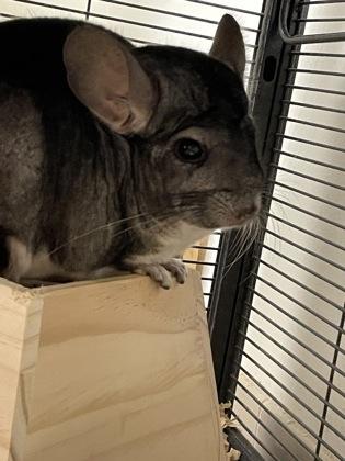 Landon, Adoptable, Adult Male Chinchilla & Chinchilla.