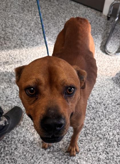 Hank, Adoptable, Adult Male Pit Bull Terrier & Mixed Breed.