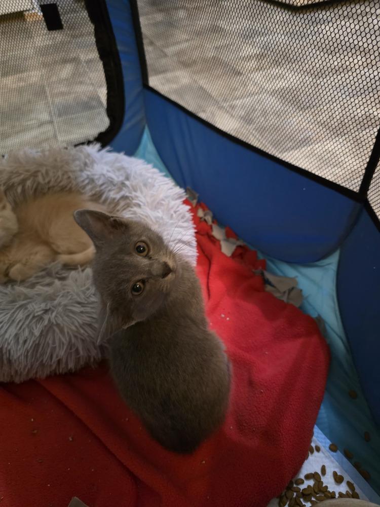 Franz-kchs, Adopted, Kitten Male Domestic Short Hair & Domestic Short Hair.