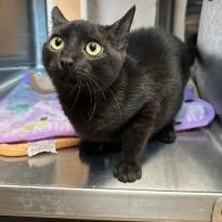 Void, Adoptable, Young Male Domestic Short Hair.