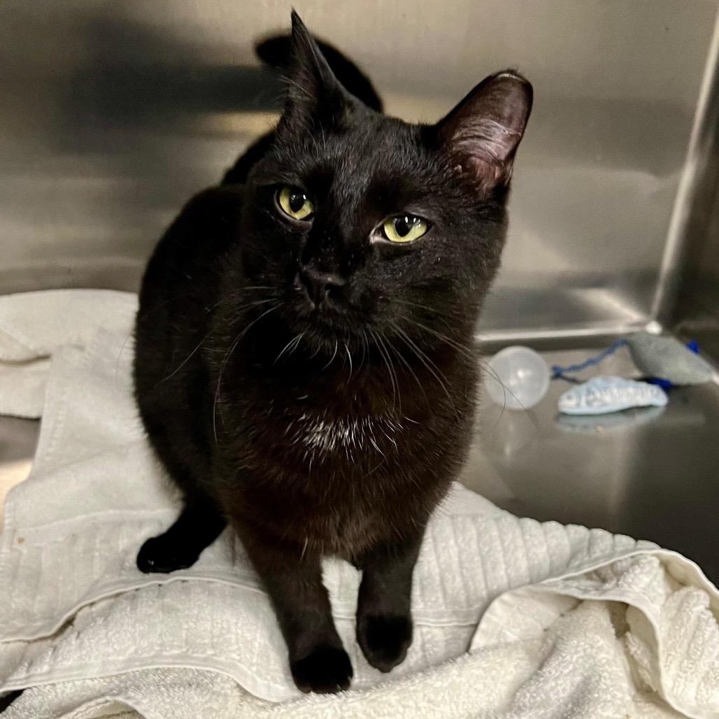 Enlarge Void, a Adoptable Domestic Short Hair in Morgan Hill, CA image 2/6