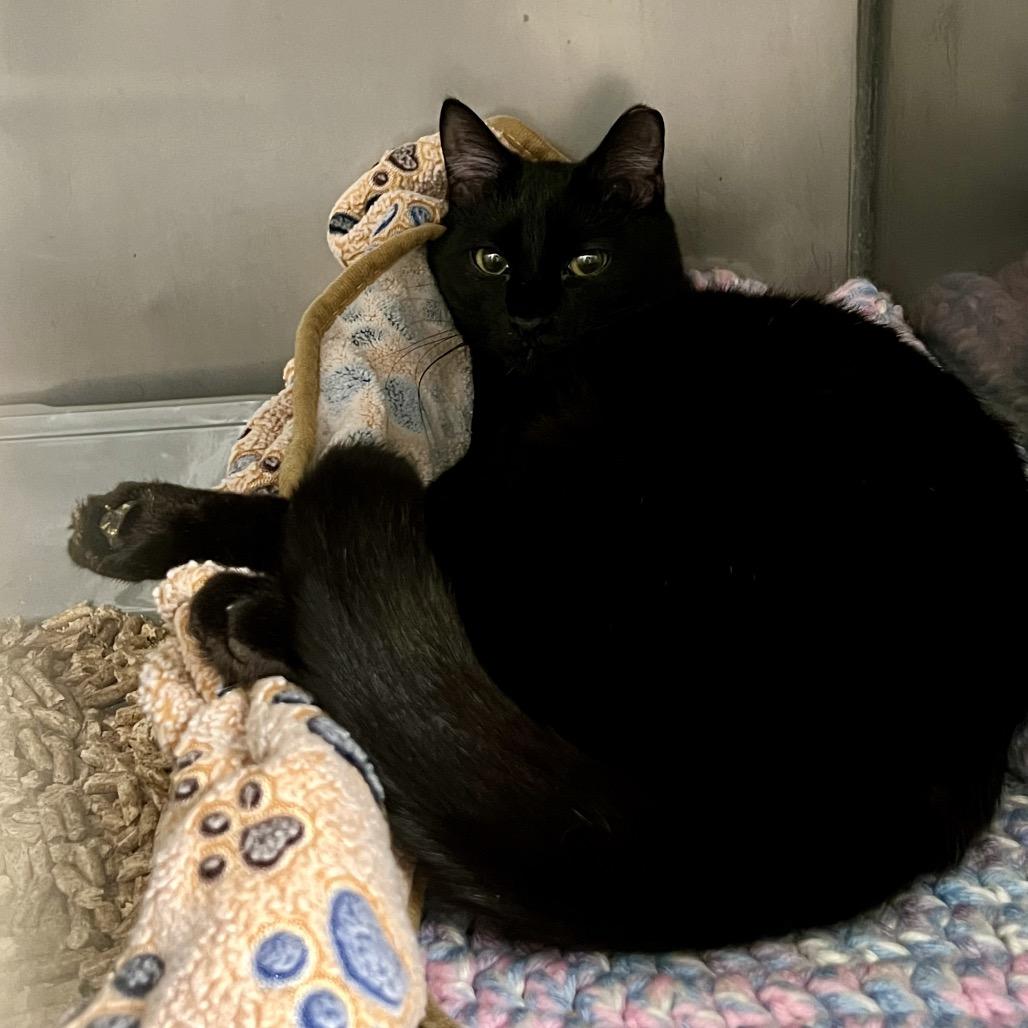 Void, a Adoptable Domestic Short Hair in Morgan Hill, CA image 2/4