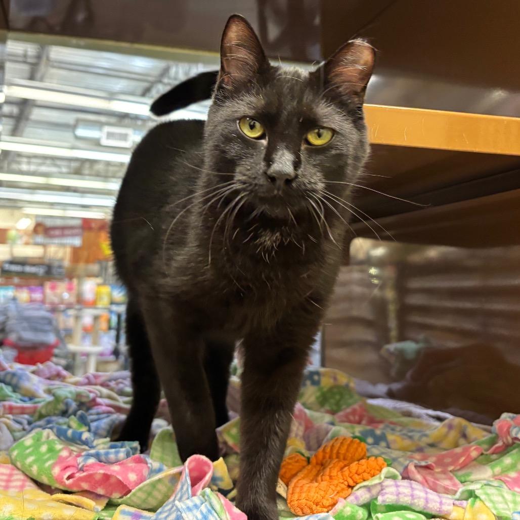 Enlarge Void, a Adoptable Domestic Short Hair in Morgan Hill, CA image 4/6