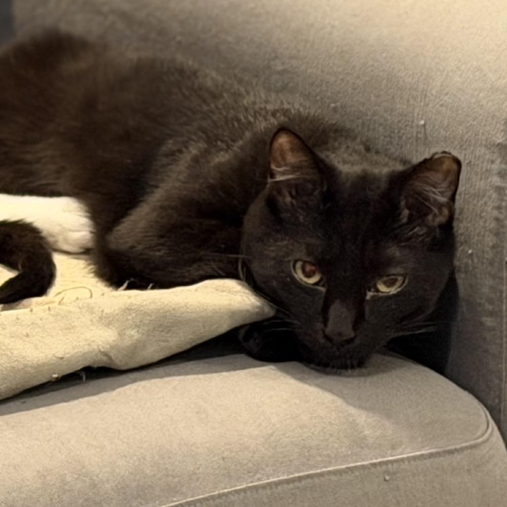 Void, a Adoptable Domestic Short Hair in Morgan Hill, CA image 3/4