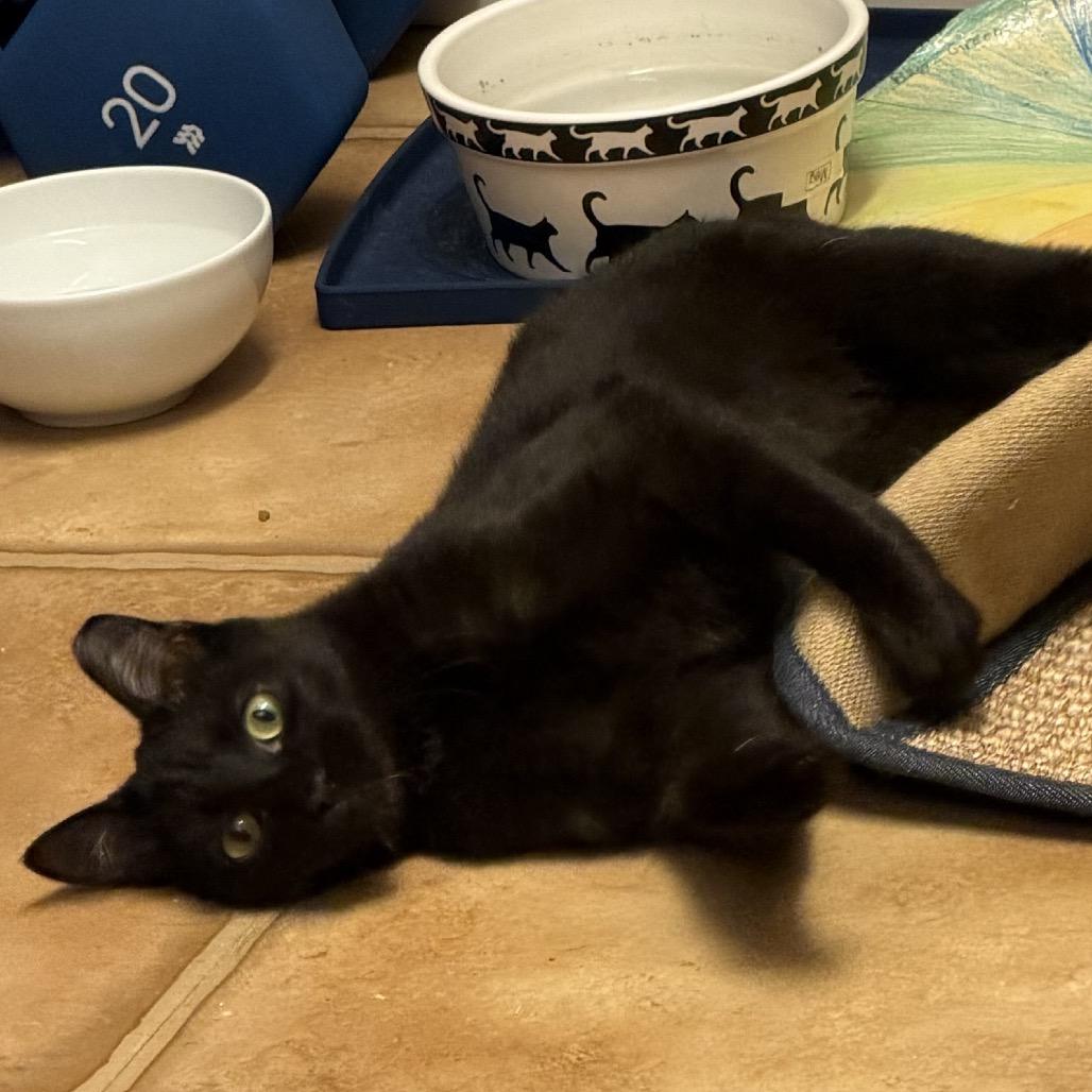 Void, a Adoptable Domestic Short Hair in Morgan Hill, CA image 4/4