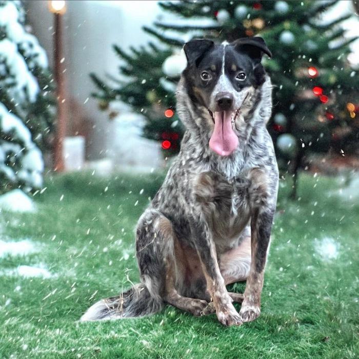 Enlarge HANK, a Adoptable Australian Cattle Dog / Blue Heeler in Graham, WA image 2/4