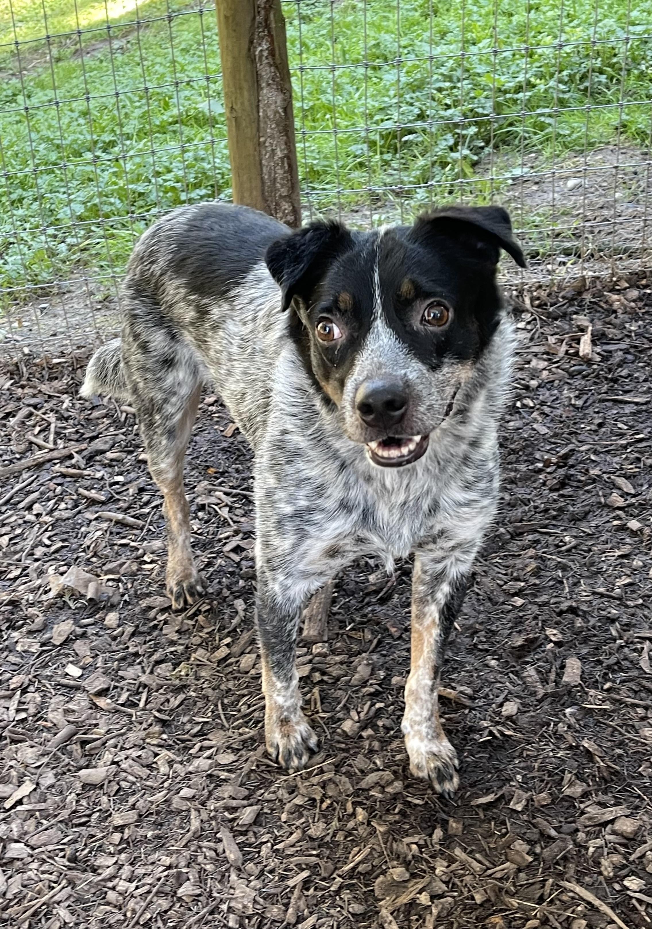 Enlarge HANK, a Adoptable Australian Cattle Dog / Blue Heeler in Graham, WA image 1/4