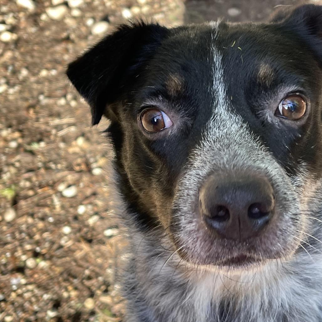Enlarge HANK, a Adoptable Australian Cattle Dog / Blue Heeler in Graham, WA image 3/4