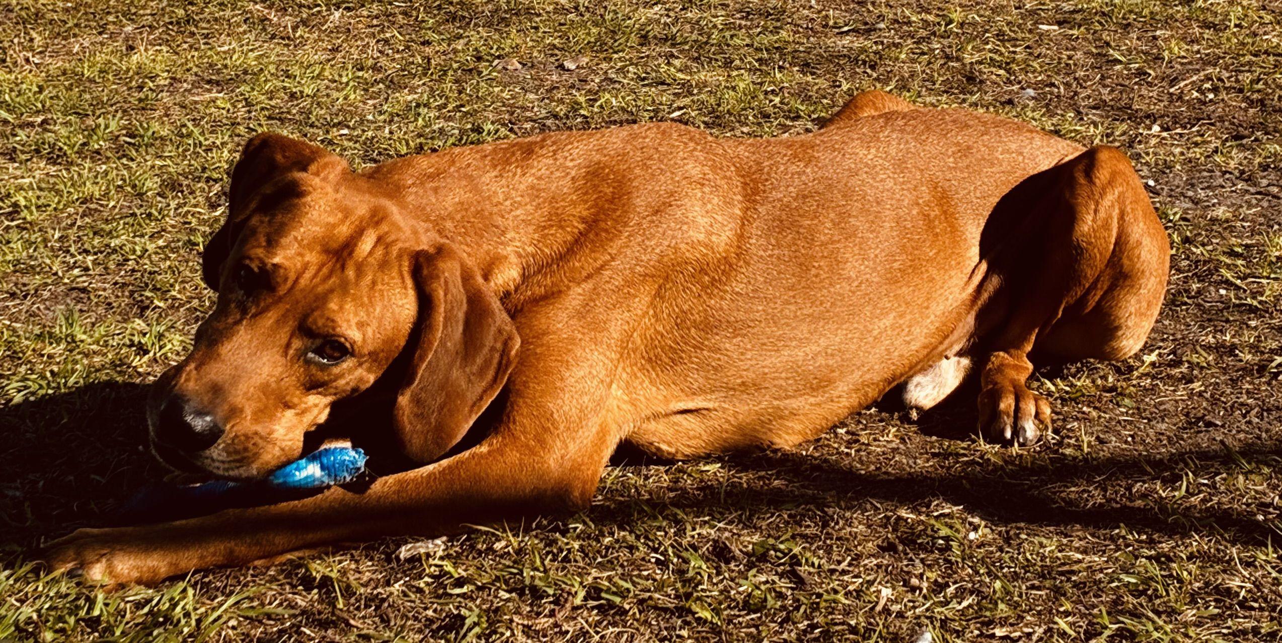 William, a ADOPTABLE mixed breed in New Port Richey, FL image 5/6