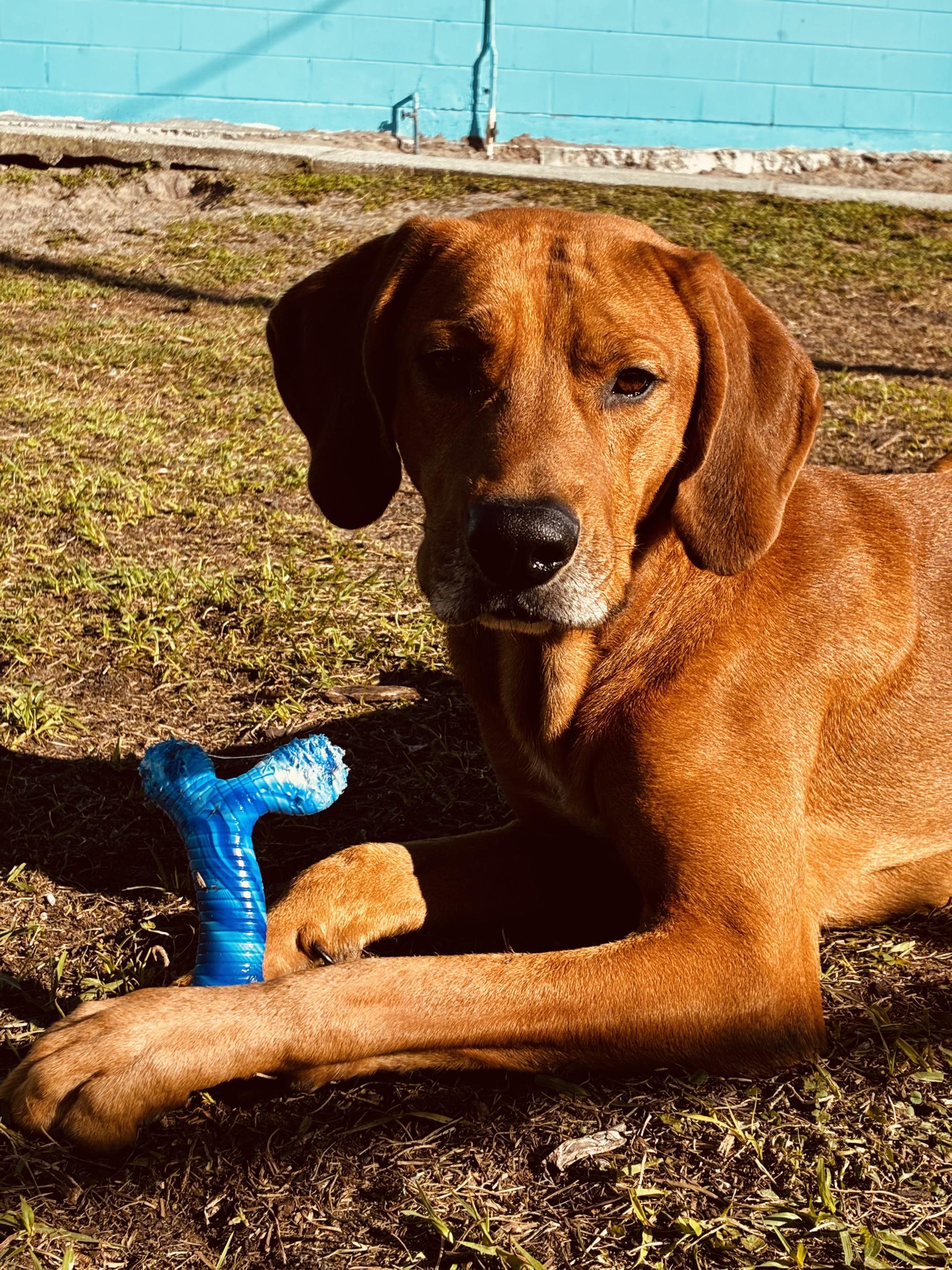 William, a ADOPTABLE mixed breed in New Port Richey, FL image 3/6