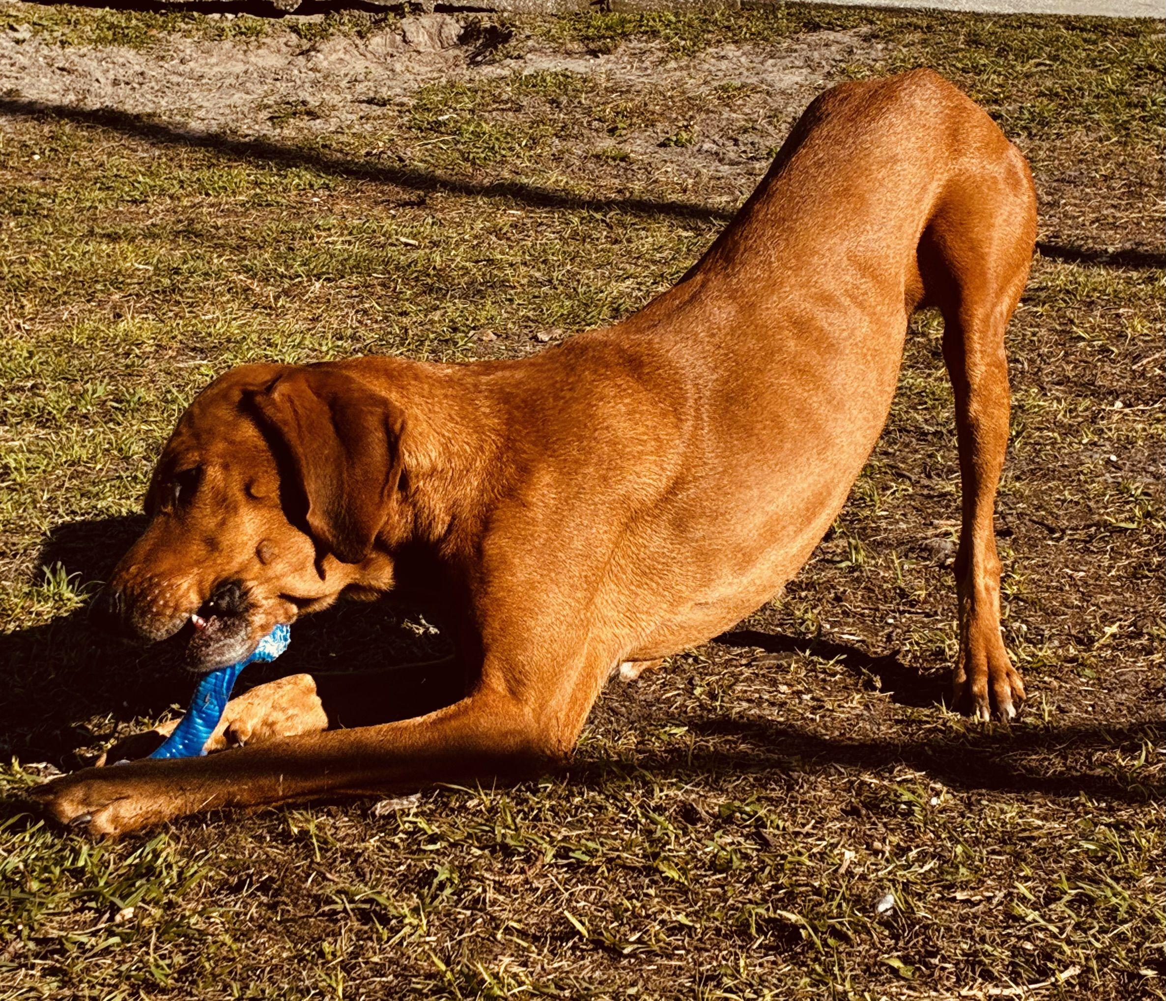 William, a ADOPTABLE mixed breed in New Port Richey, FL image 2/6