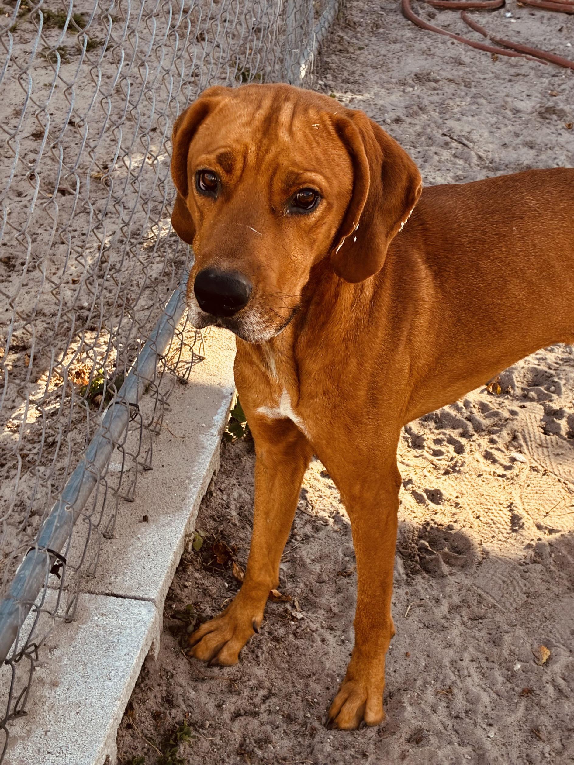 William, a ADOPTABLE mixed breed in New Port Richey, FL image 4/6