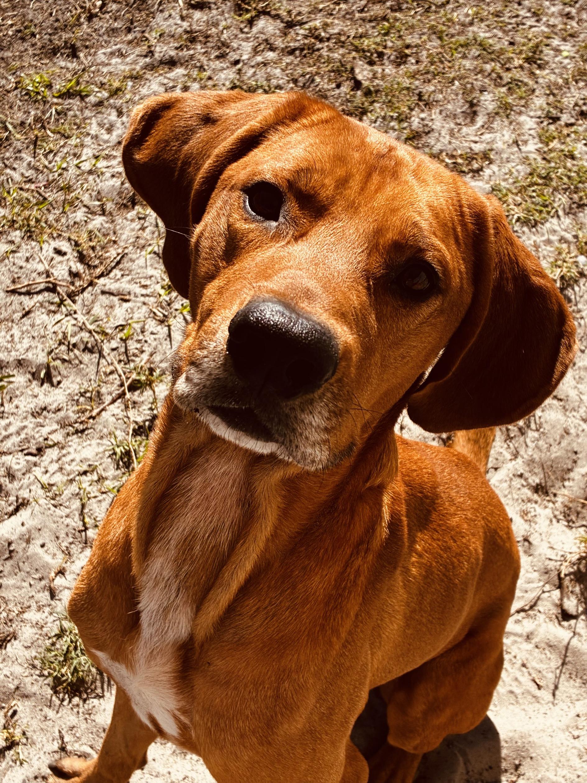 William, ADOPTABLE, Young Male Hound.
