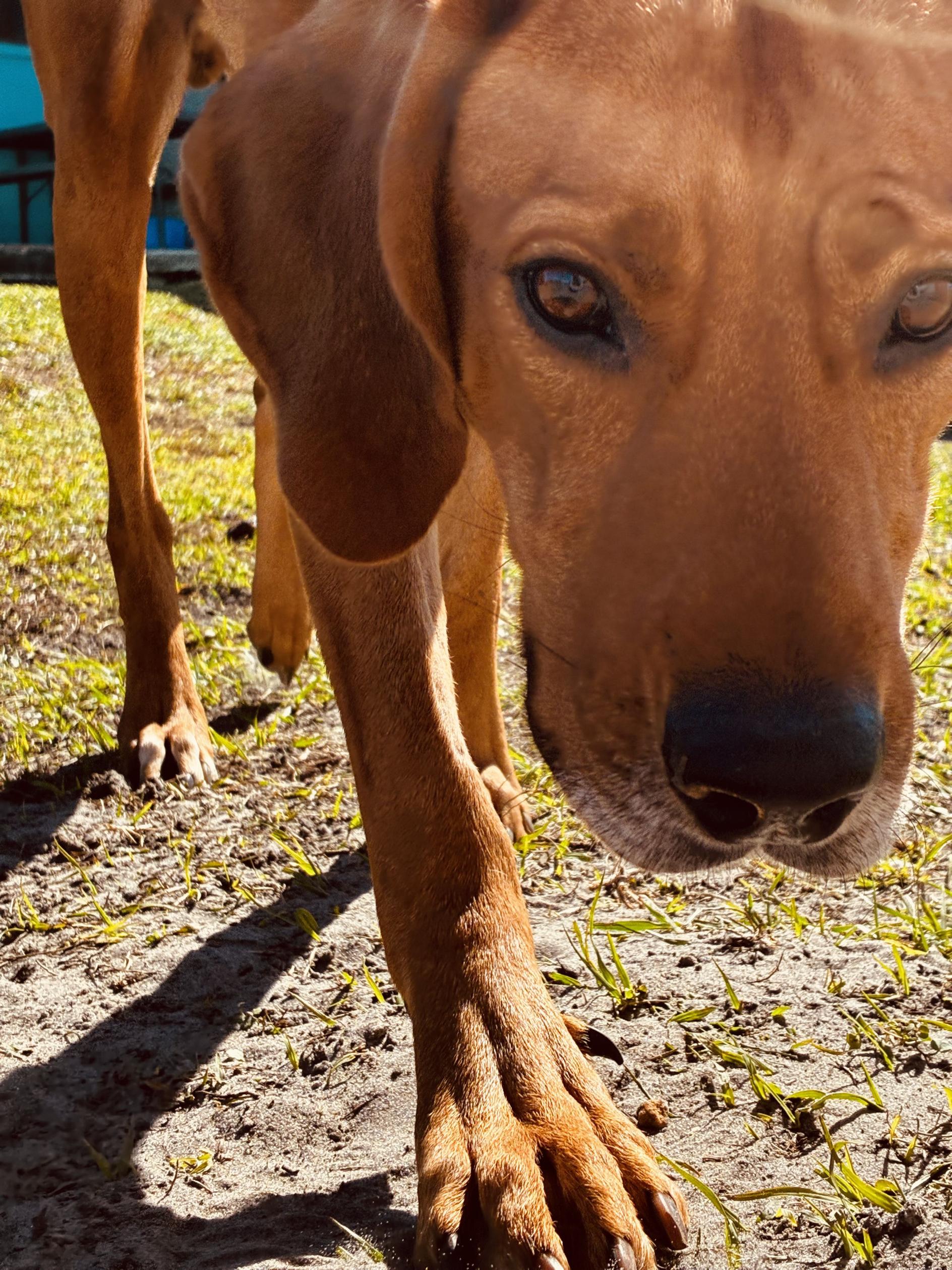 William, a ADOPTABLE mixed breed in New Port Richey, FL image 6/6