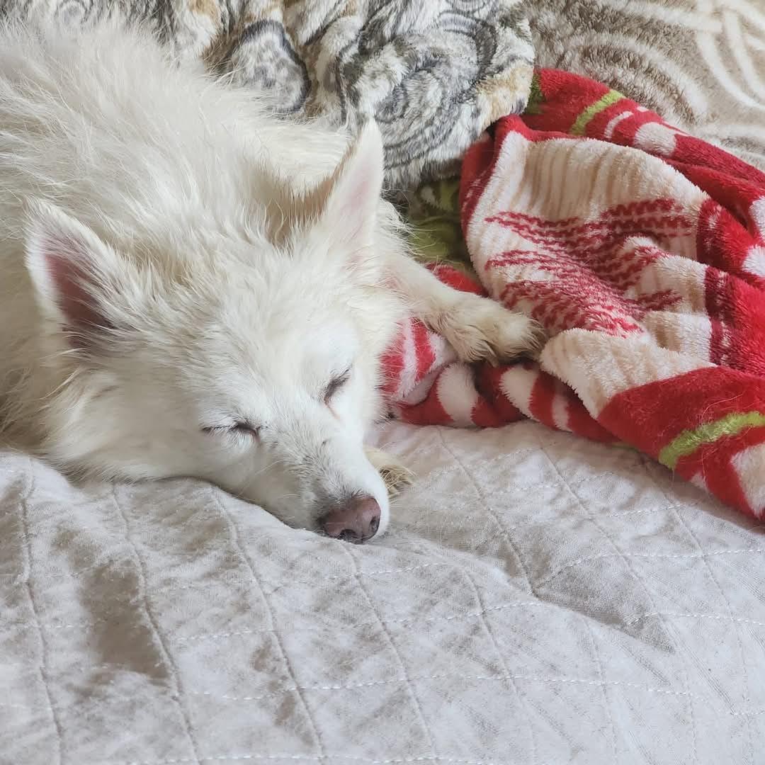 LEXI, a Adoptable American Eskimo Dog in Maineville, OH image 4/5