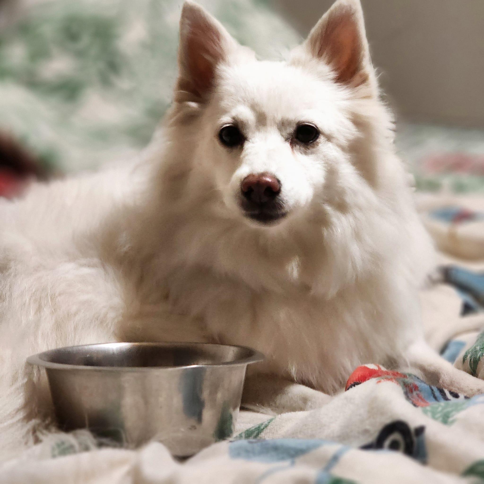LEXI, a Adoptable American Eskimo Dog in Maineville, OH image 5/5