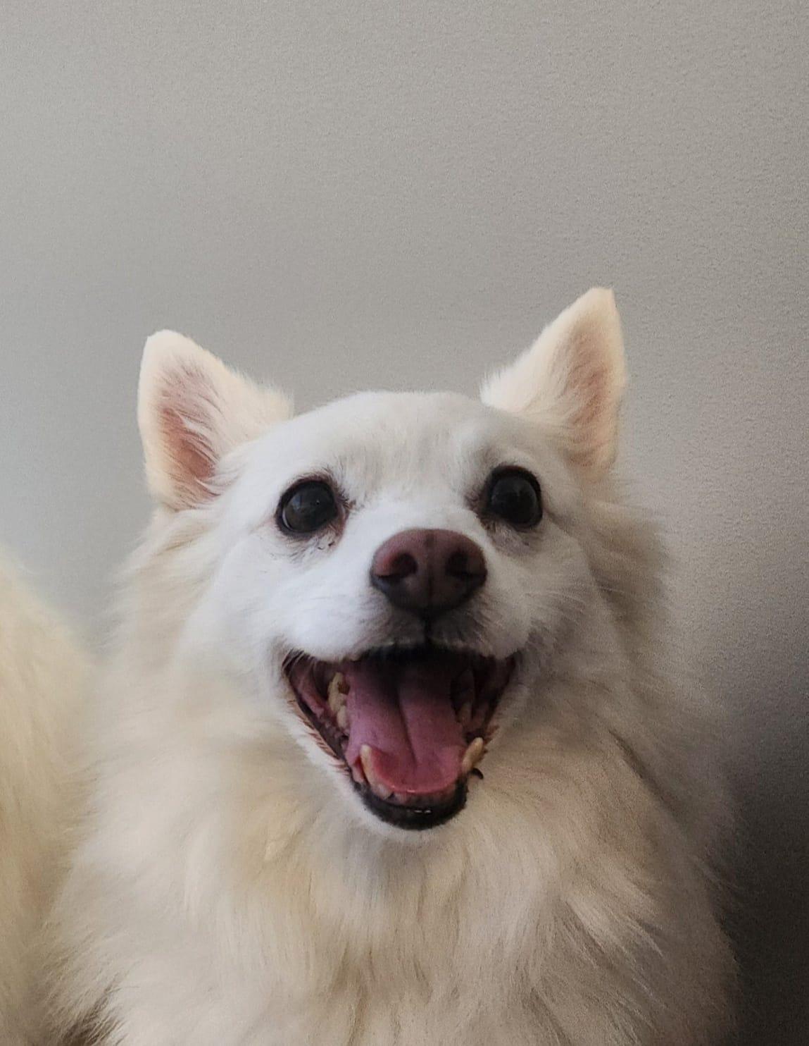 LEXI, Adoptable, Senior Female American Eskimo Dog.