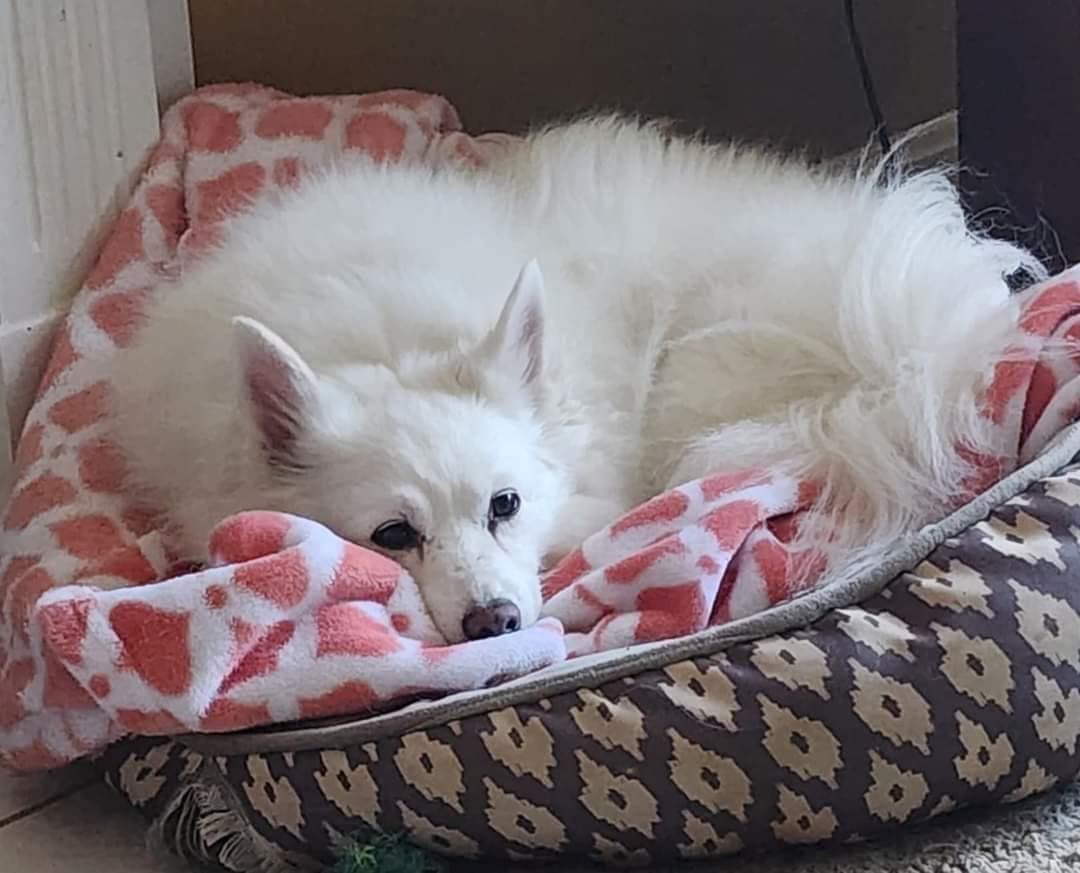LEXI, a Adoptable American Eskimo Dog in Maineville, OH image 2/5