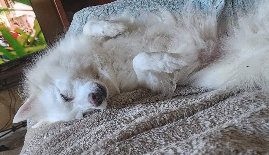 LEXI, a Adoptable American Eskimo Dog in Maineville, OH image 3/5