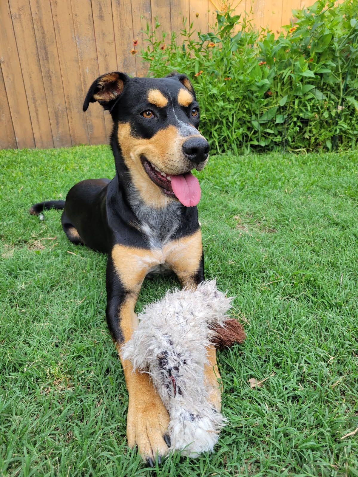 Enlarge Crew, a ADOPTABLE Cattle Dog in Colleyville, TX image 1/4