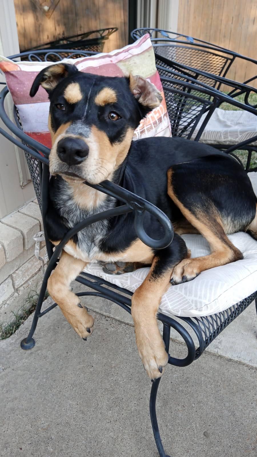 Enlarge Crew, a ADOPTABLE Cattle Dog in Colleyville, TX image 2/4