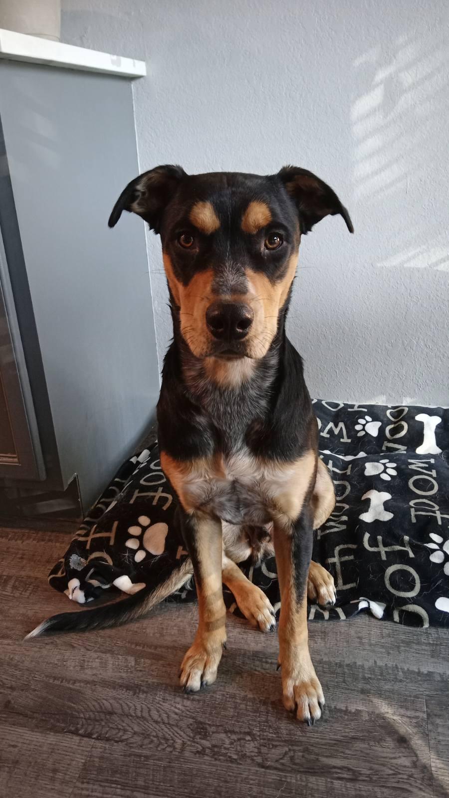 Enlarge Crew, a ADOPTABLE Cattle Dog in Colleyville, TX image 3/4