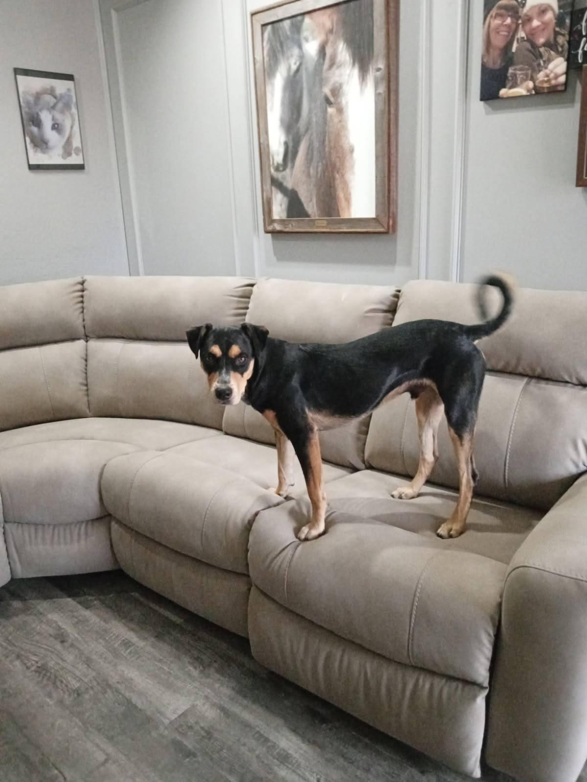 Enlarge Crew, a ADOPTABLE Cattle Dog in Colleyville, TX image 4/4