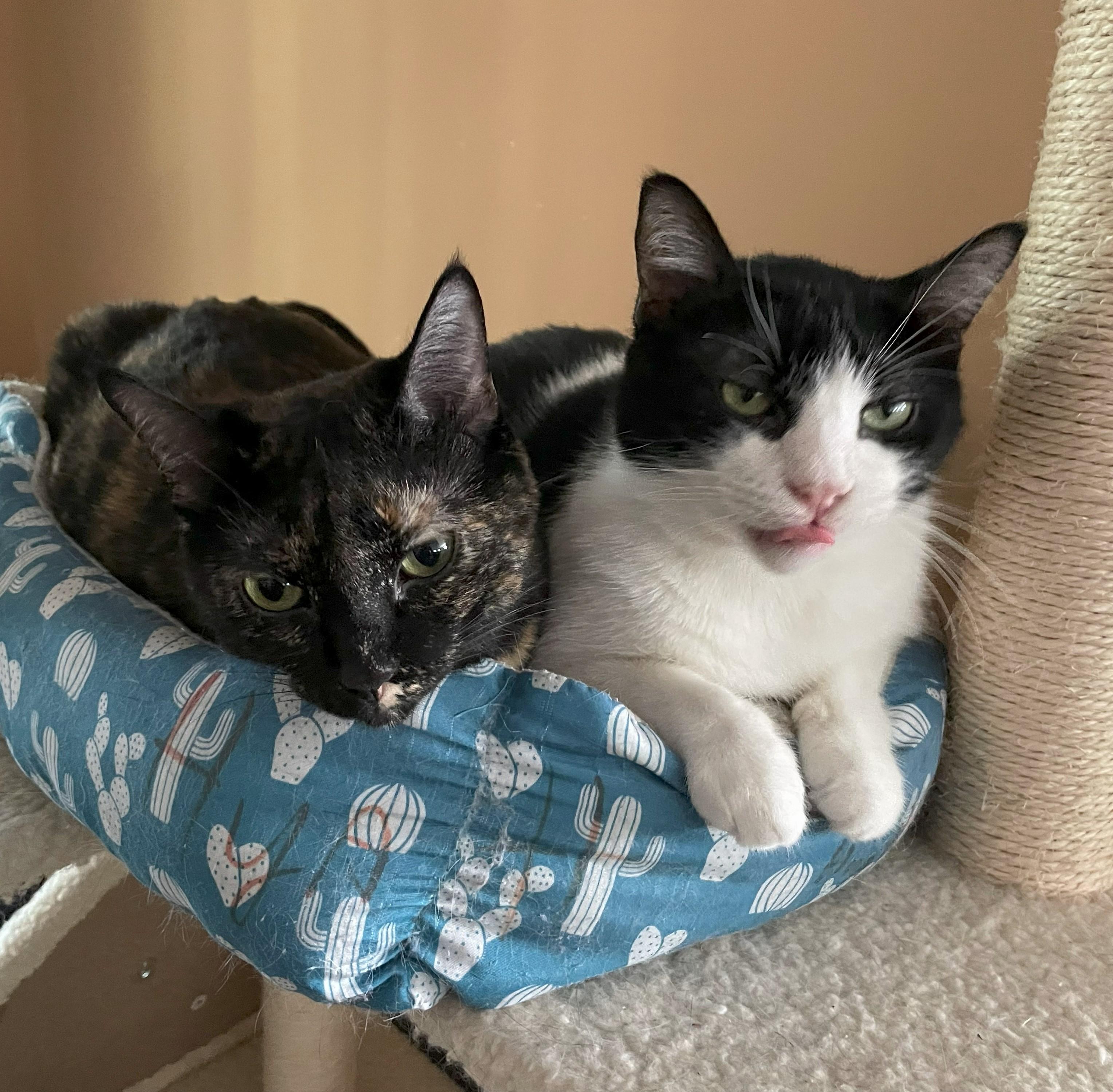 Squeakers #bonded-to-Felix