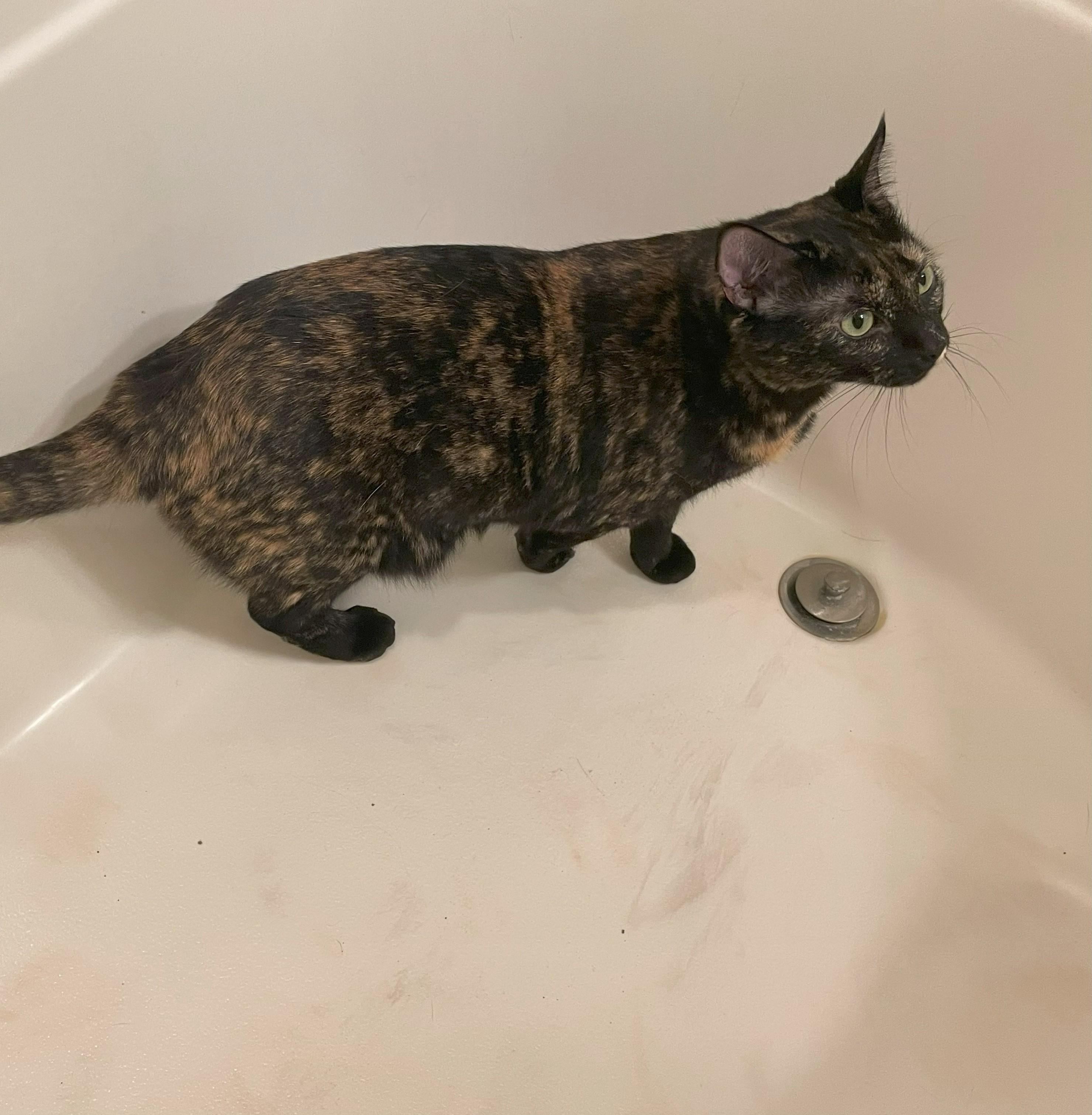 Squeakers #bonded-to-Felix