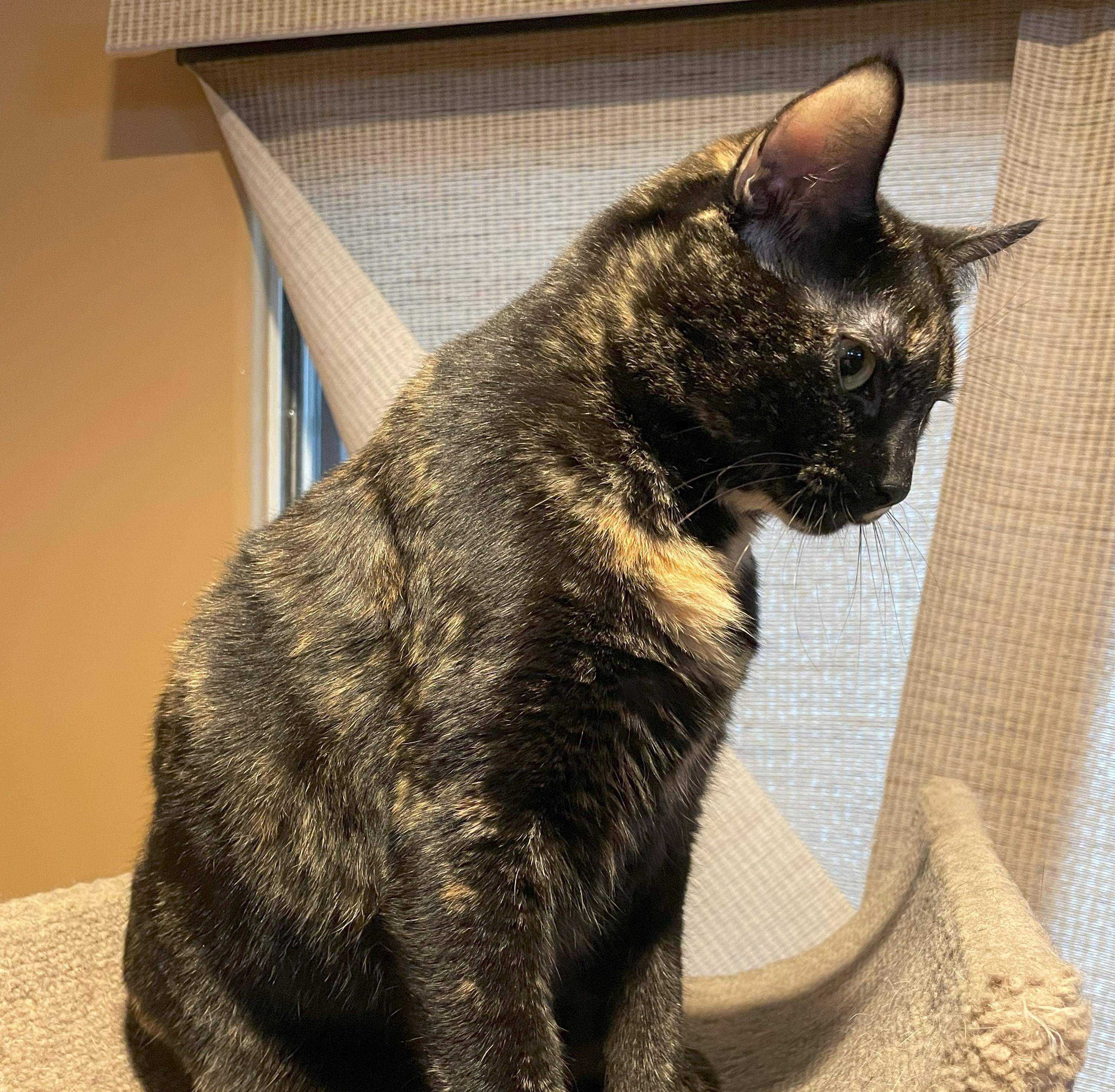 Squeakers #bonded-to-Felix