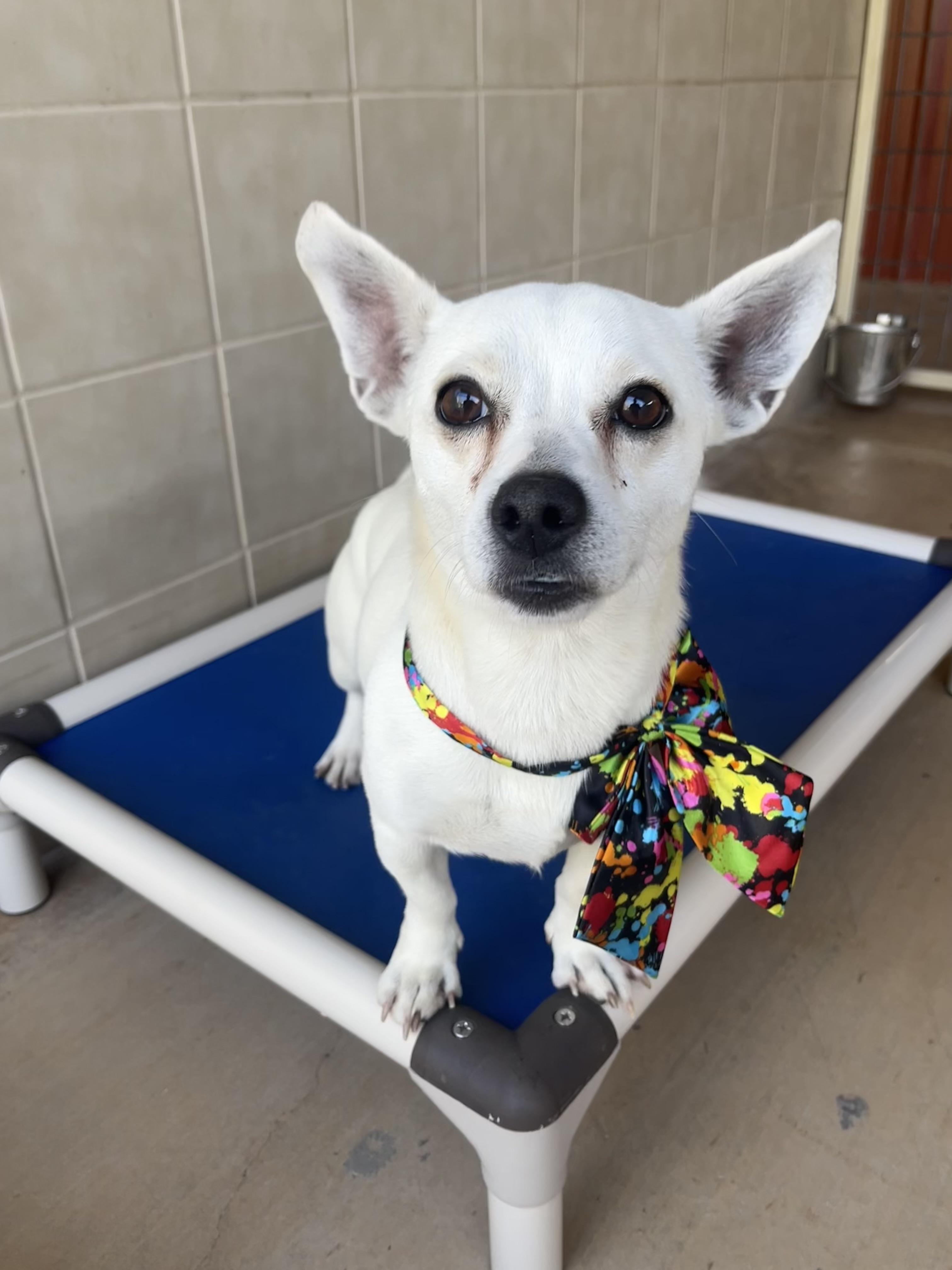 Paco, an adoptable mixed breed in Kerrville, TX image 2/2