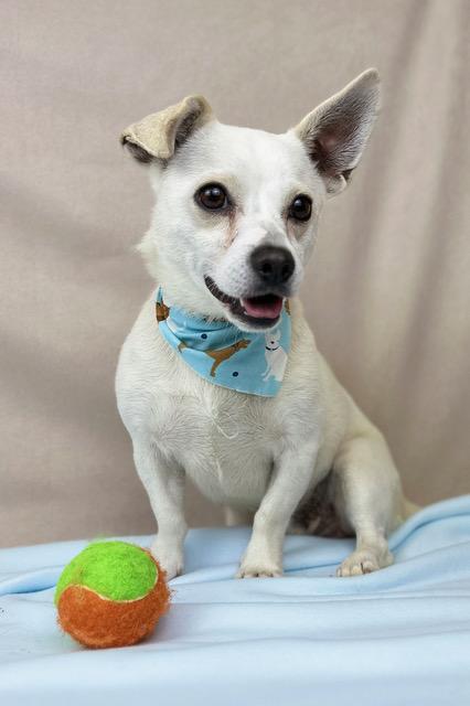 Paco, adoptable, Adult Male Chihuahua.