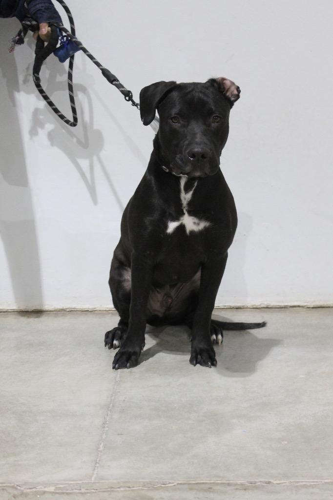 Blade, Adoptable, Young Male Pit Bull Terrier & Mixed Breed.