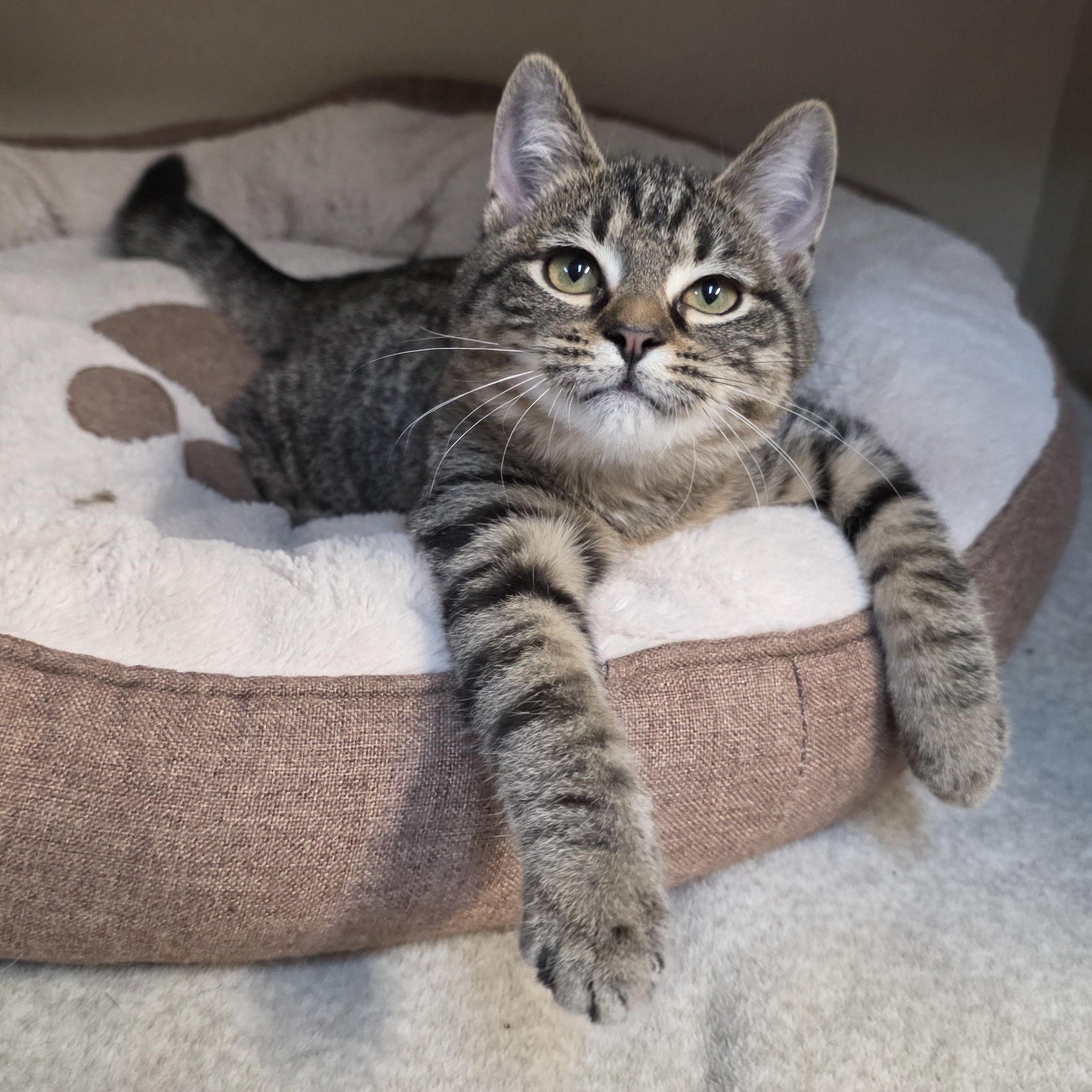 Enlarge Trinity, an adoptable mixed breed in Greensboro, NC image 3/6