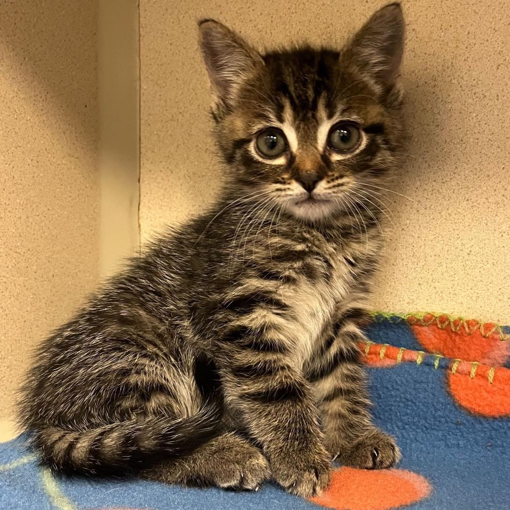 Trinity, adoptable, Kitten Female Tabby & Domestic Short Hair.