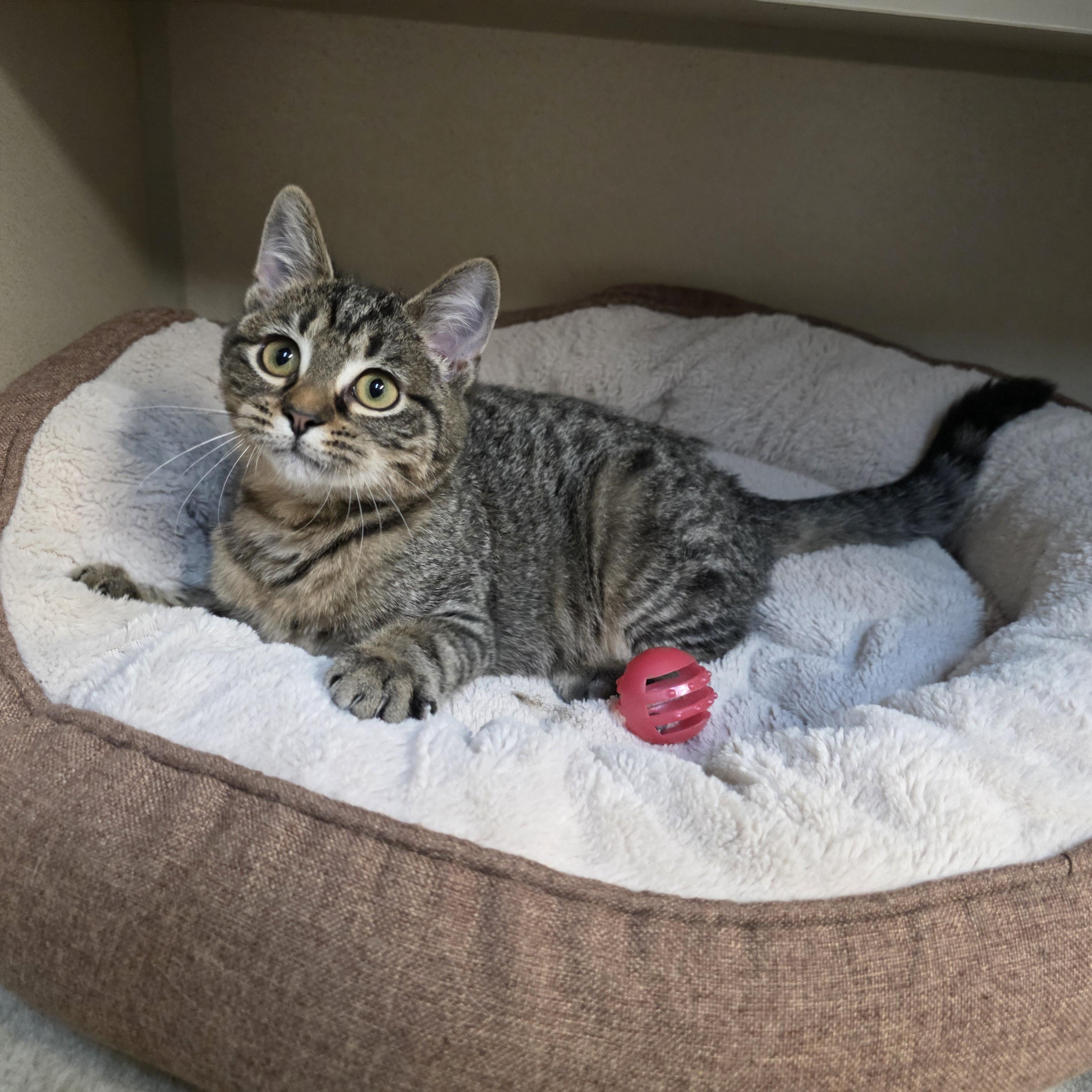 Enlarge Trinity, an adoptable mixed breed in Greensboro, NC image 2/6