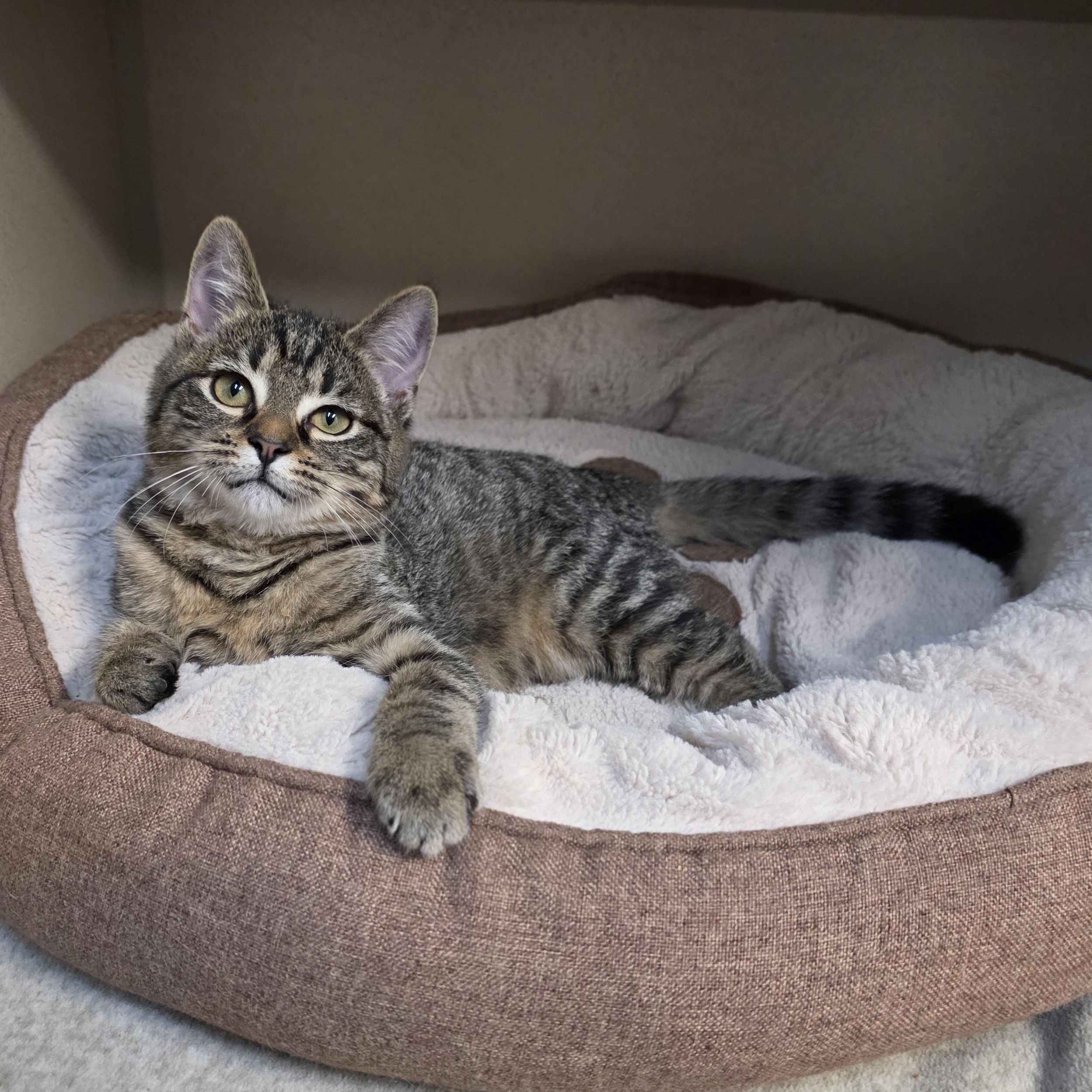 Enlarge Trinity, an adoptable mixed breed in Greensboro, NC image 6/6