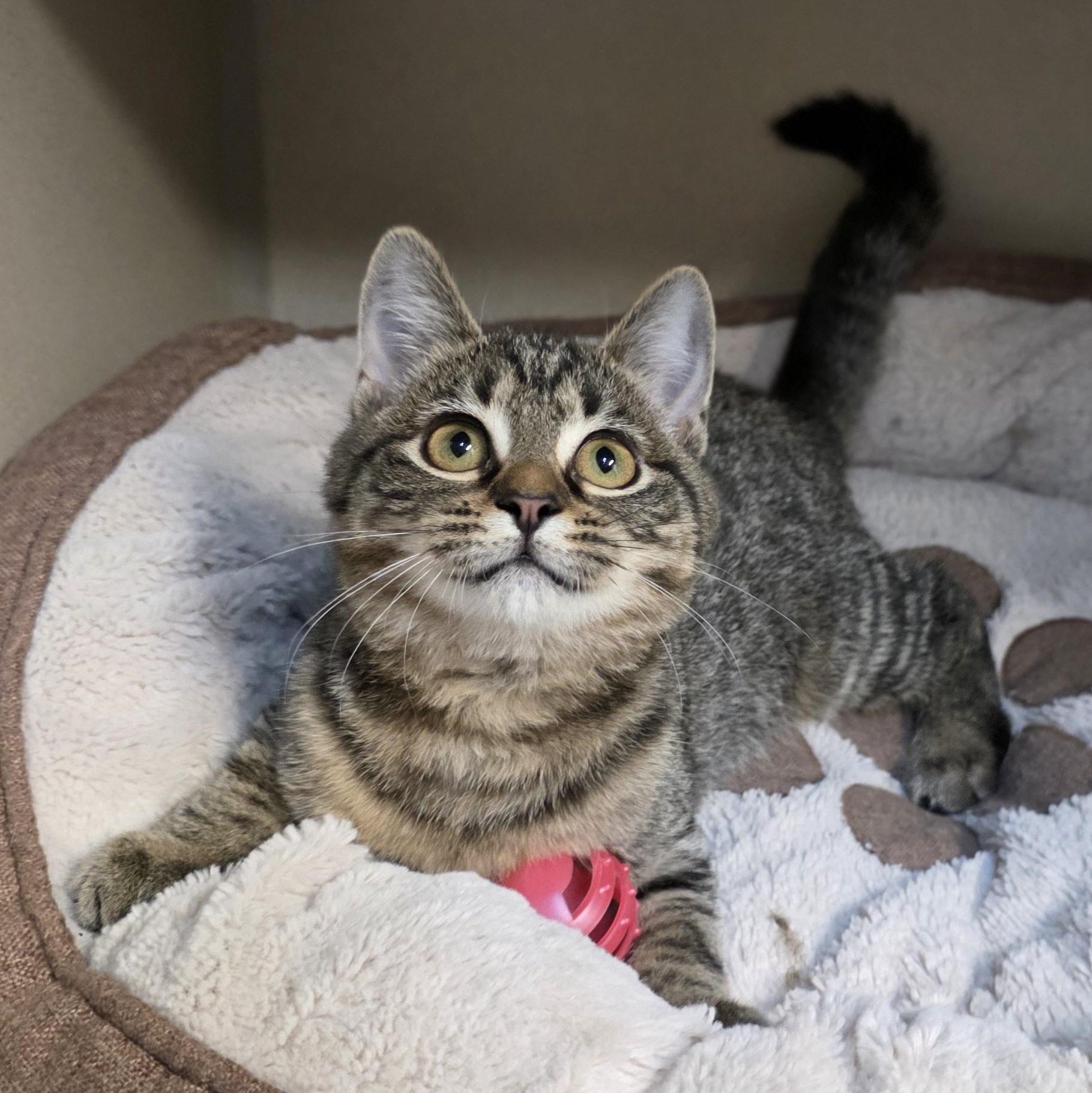 Trinity, adoptable, Kitten Female Tabby & Domestic Short Hair.