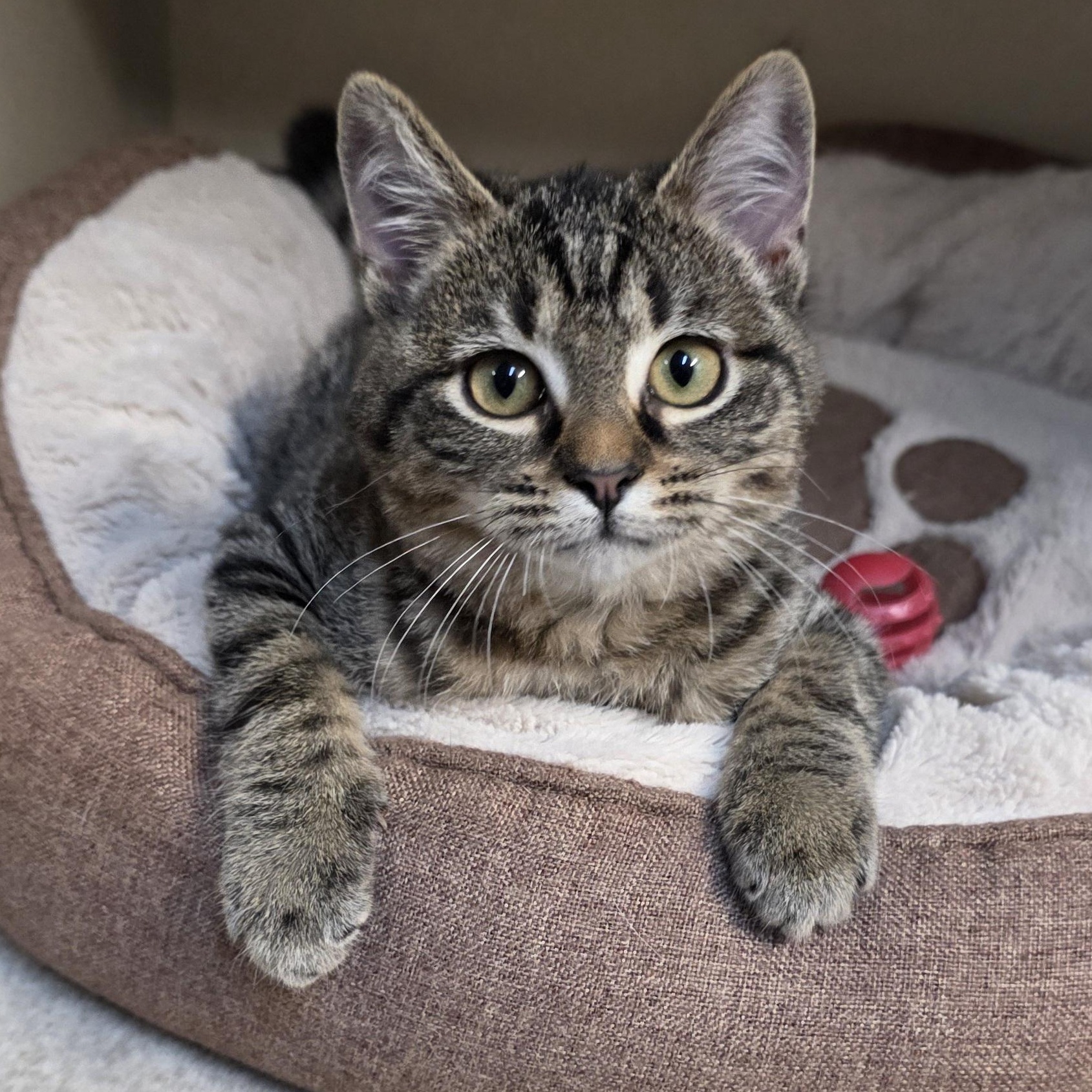 Enlarge Trinity, an adoptable mixed breed in Greensboro, NC image 5/6