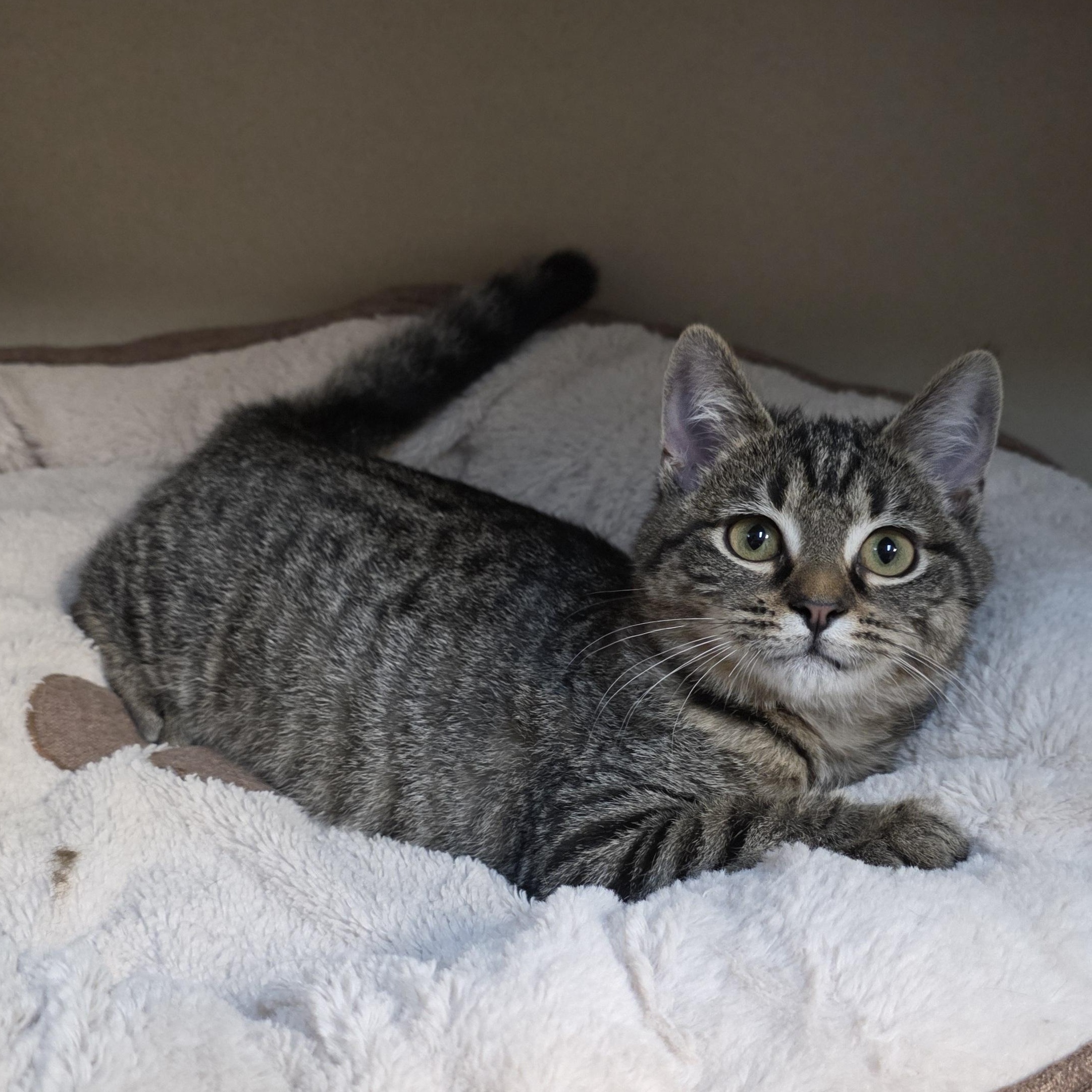Enlarge Trinity, an adoptable mixed breed in Greensboro, NC image 4/6