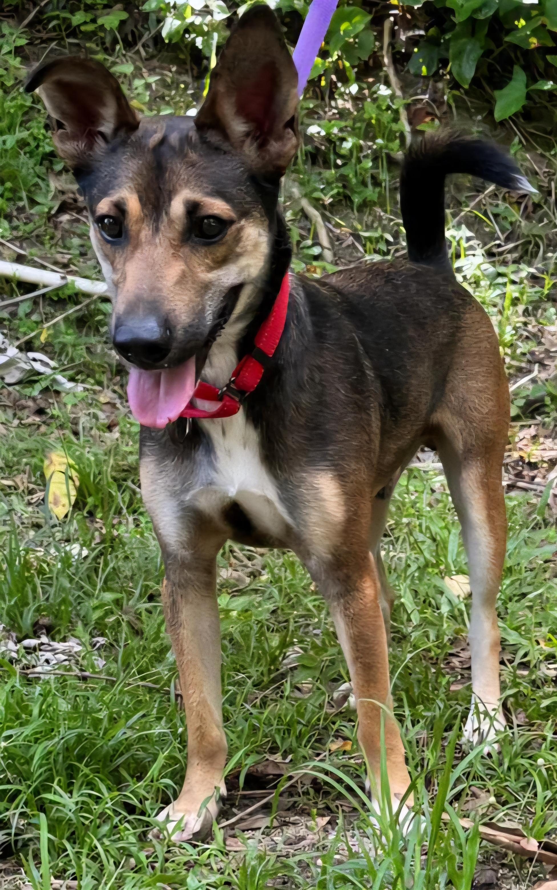 Dennis, ADOPTABLE, Young Male Shepherd.