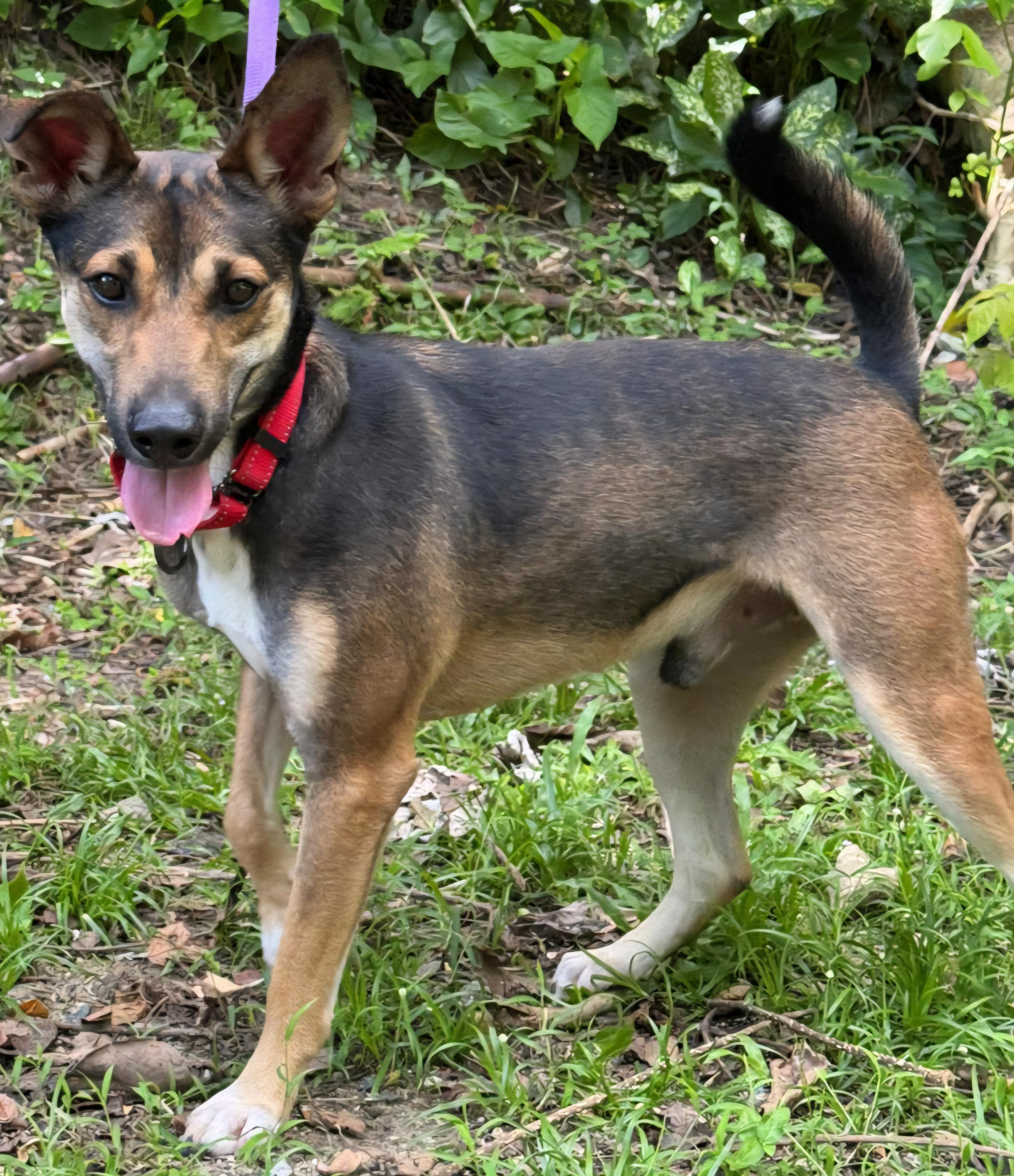 Enlarge Dennis, a ADOPTABLE mixed breed in Elwood, NJ image 2/2