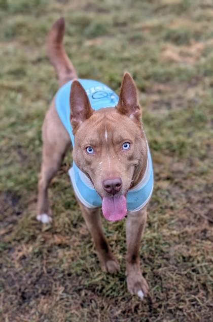 Enlarge Koda, a Adoptable mixed breed in Yakima, WA image 1/2